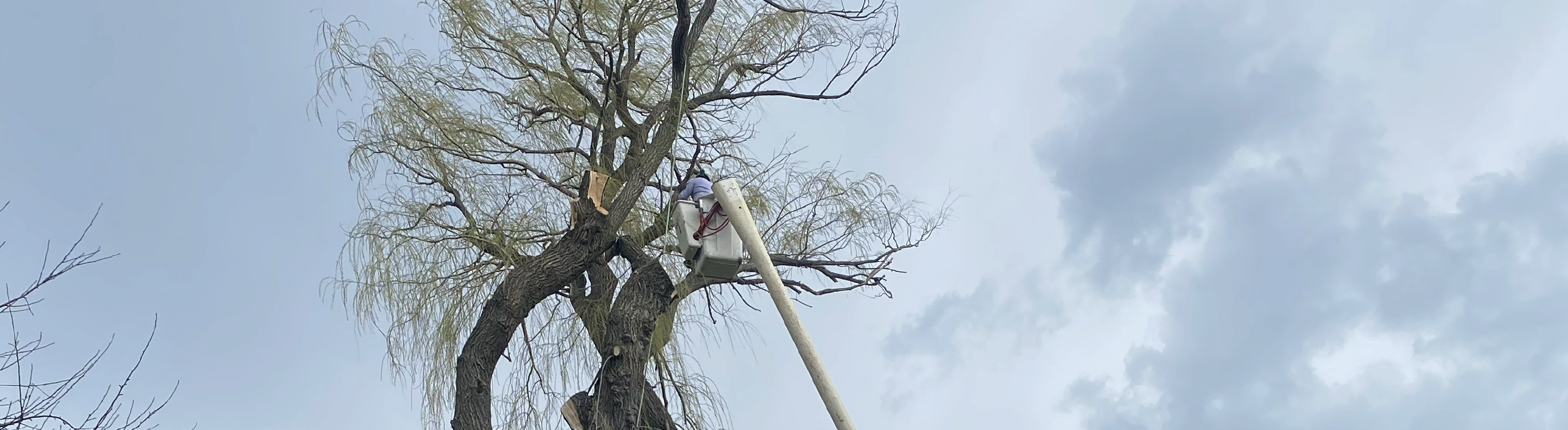 Chris Tree Service stump grinding work