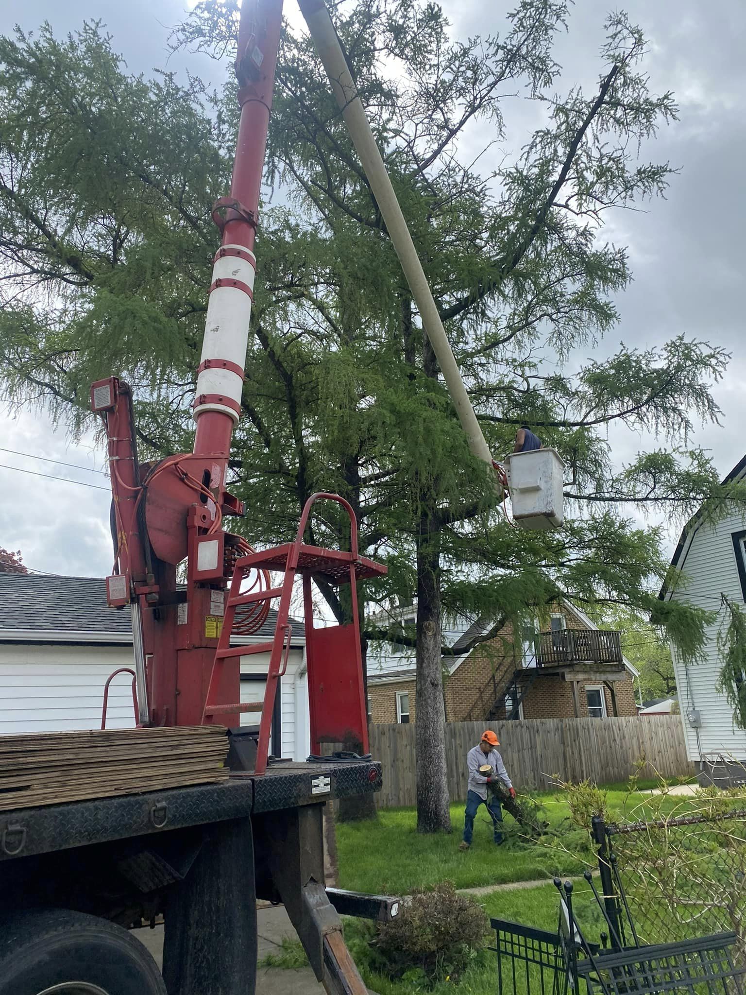 Chris Tree Service tree removal work