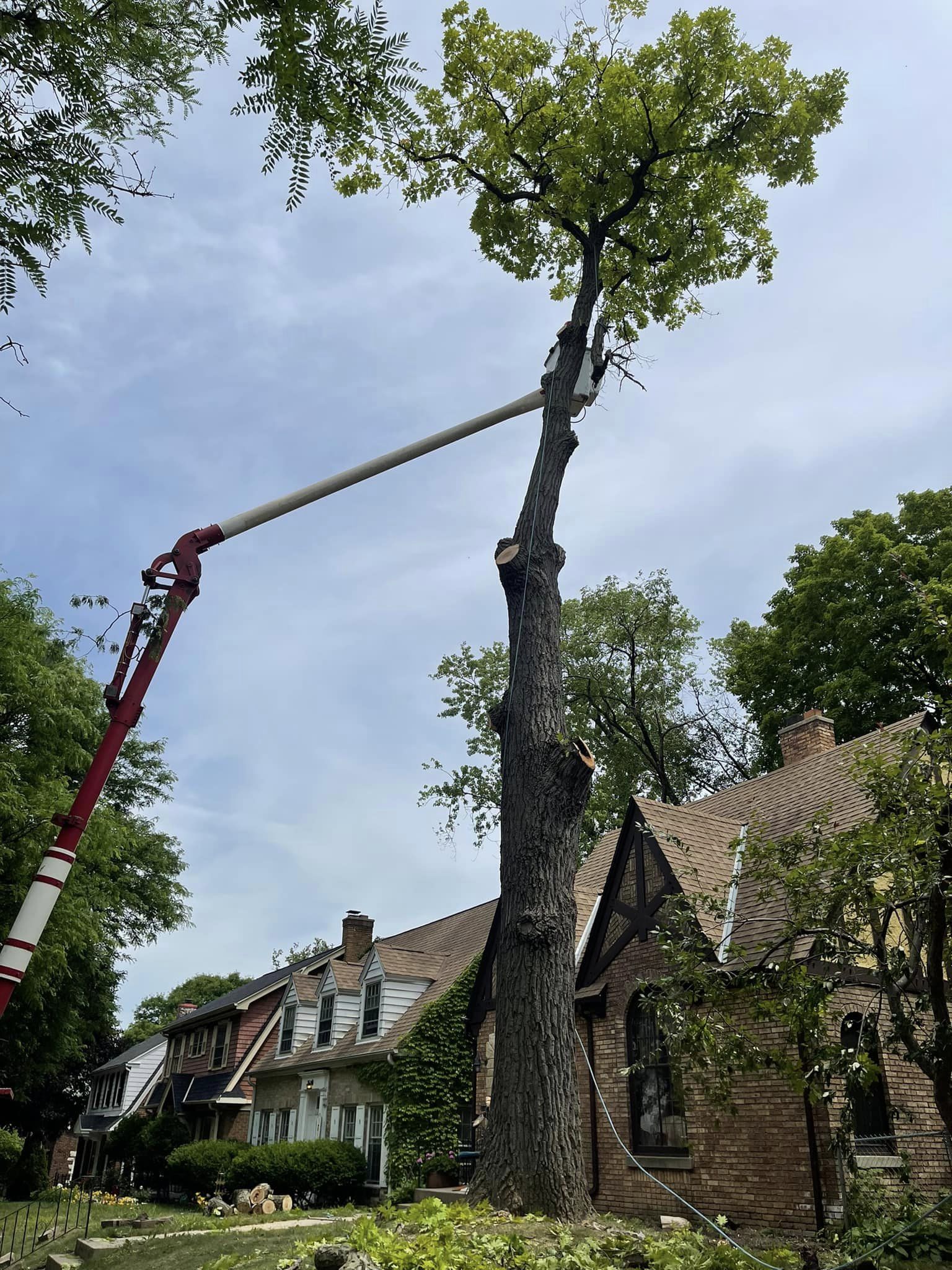 Chris Tree Service professional tree service